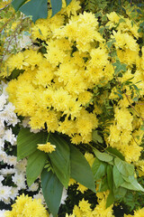 Flower arrangement with chrysanthemums.