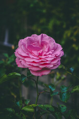Pink Rose