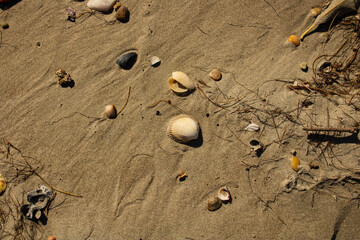 Conchas do mar na areia da praia 