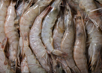 fresh shrimps as background