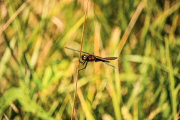 dragonfly on grass