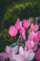 Pink Flowers