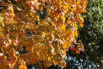 Orange fall tree leaves