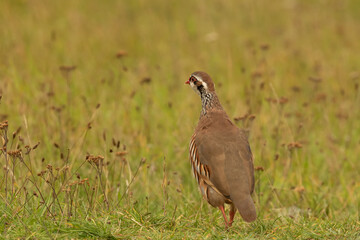 One French Partridge aka Red Legged, Alectoris rufa, crossing a meadow in Autumn sunshine