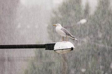 Sea gull sitting on lamp post during the rain. Beautiful autumn background.