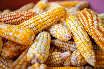 Sun Dried Fresh Organic Corn Cob