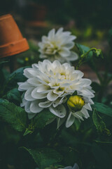 Dahlia in Bloom