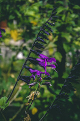 Purple Flowers