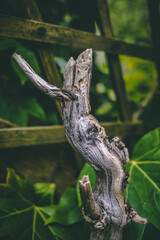 Driftwood Log