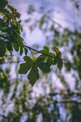 Autumn Leaves