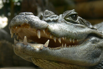 Fototapeta premium Frightening teeth of a crocodile - close portrait