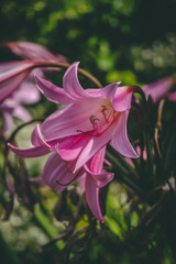 Pink Open Flower