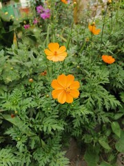 flowers in the garden