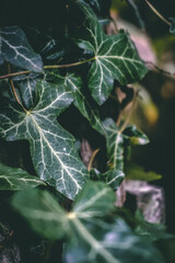 Growing Ivy