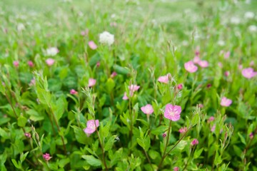 かわいい雑草のお花畑にユウゲショウ