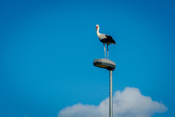 Stork is resting on a street lamp in late summer.