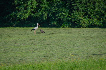 Stork and common buzzard suspiciously looking at each other.