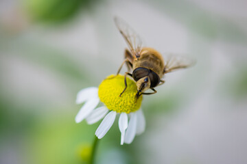 Fly on camomile blossom close up.