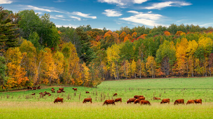 Grazing Cattle in Autumn in Wisconsin - 381489567