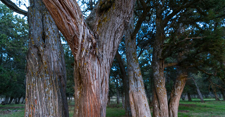 Fototapeta na wymiar SABINA - SPANISH JUNIPER (Juniperus thurifera), Sabinar de Calatañazor, Soria province, Castilla y Leon, Spain, Europe