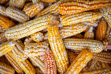 Fototapeta na wymiar Sun Dried Fresh Organic Corn Cob