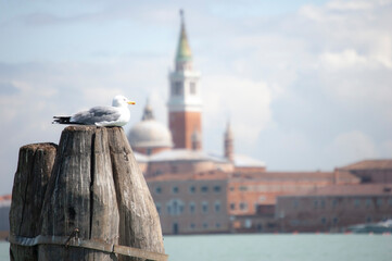 Venice lagoon, seagull on a mooring post with blurred background of Venice from la Gudecca, island traditional venetian offshore boat, sunny day