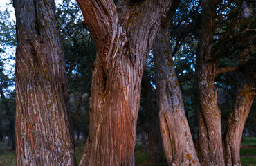 SABINA - SPANISH JUNIPER (Juniperus thurifera), Sabinar de Calatañazor, Soria province, Castilla y Leon, Spain, Europe
