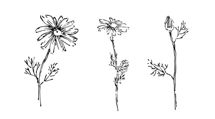 Hand drawn wild flower collection. Outline aster or chamomile with leaves painted by ink. Black isolated sketch vector on white background