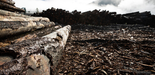 A stack of cut trees lays wet in a pile at a lumber yard after being logged from a forest