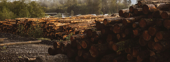 A stack of cut trees lays wet in a pile at a lumber yard after being logged from a forest