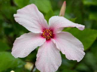 Hibiscus rosa-sinensis close up