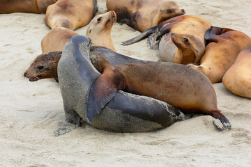 I just need a hug!  Sea lions on a beach.