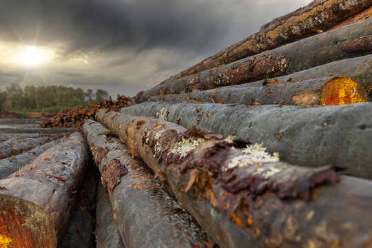 A stack of cut trees lays wet in a pile at a lumber yard after being logged from a forest