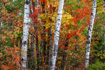 Three Birch Trees in the Forest with Brilliant Autumn Foliage