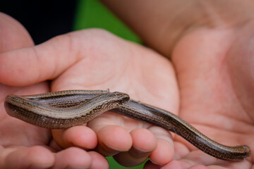 Young boy holding blindworm in his hand before releasing it in natural environment.