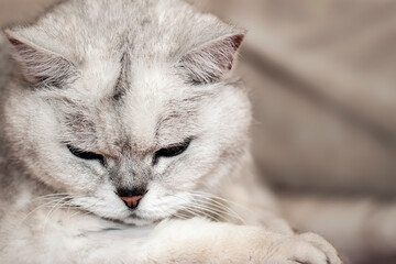 Lovely light shorthair British cat looks down thoughtfully on light background close-up. Veterinary concept and ecology of human relationships