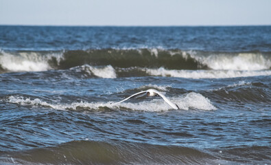 Obraz premium Fliegende Möwe über rauer See