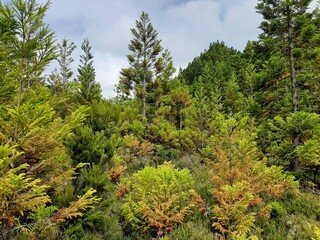 Colorful forest in autumn on the hiking trail around Lagoa do Fogo, Sao Miguel, Azores islands, Portugal, europe