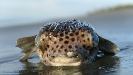 Dead puffer fish/Balloonfish at the beach