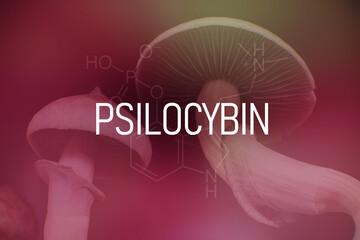 Close up Magic shroom. Psychedelic drug. Albino A strain. Dry Psilocybe cubensis.
