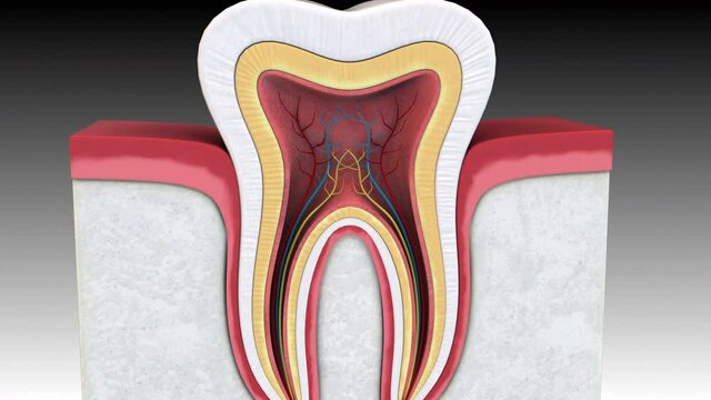 Tooth - rotation zoom out - 3D model animation on a gradient background