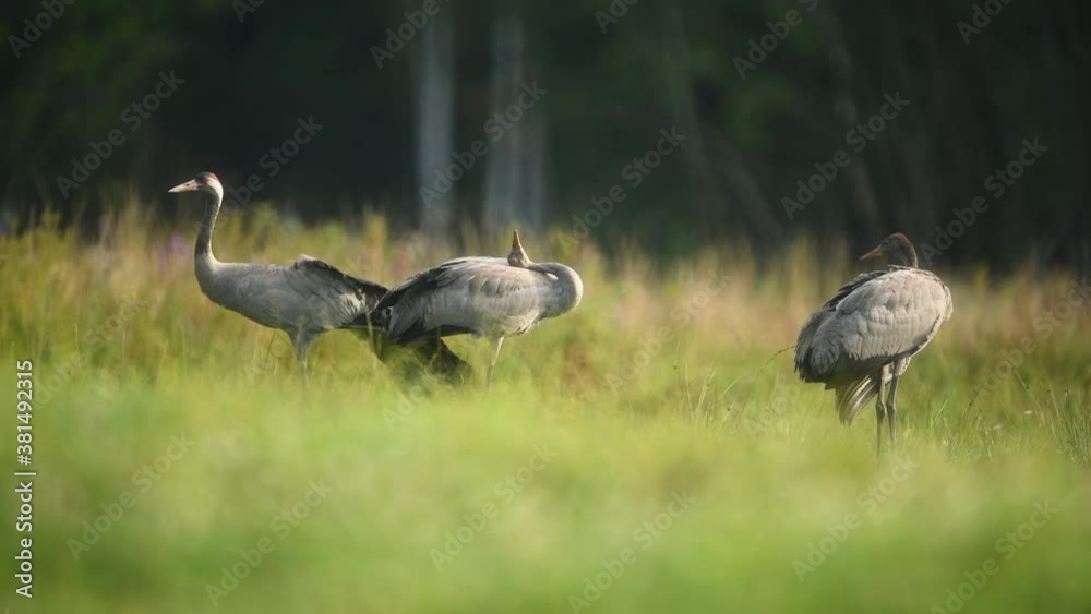 Canvas Prints common crane bird ( grus grus )