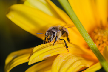 bee sitting on a flower peta/honey bee sitting on a yellow flower petal