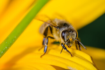 bee looks upright sitting on a yellow flower/bee pollinates yellow flower looking forward