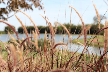 grass on the lake