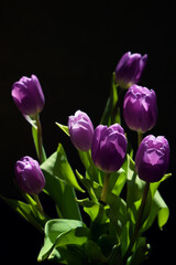 Bunch of purple tulips on dark background, flowers beautifully illuminated by the sunlight, still life