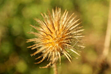 Macro of withered flower - autumn mood