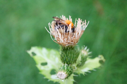 Working bee (apidae) on water thistle (Cirsium oleraceum) - macro photography
