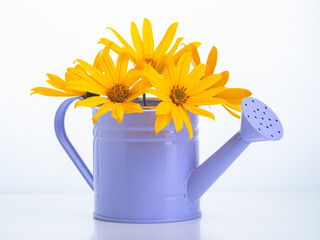 Yellow flowers in a pot for watering