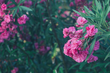 Close up view pink oleander or Nerium flowers blossoming on tree. Beautiful colorful floral background